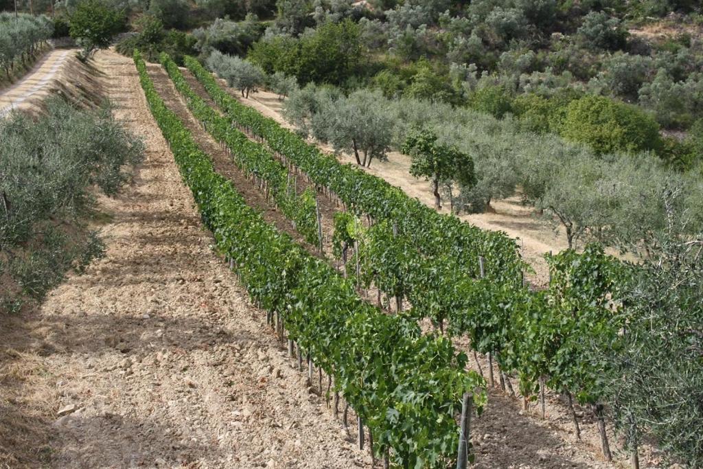 Agriturismo Podere Somigli Di Lorenzo Correani Hotel Greve in Chianti Eksteriør billede