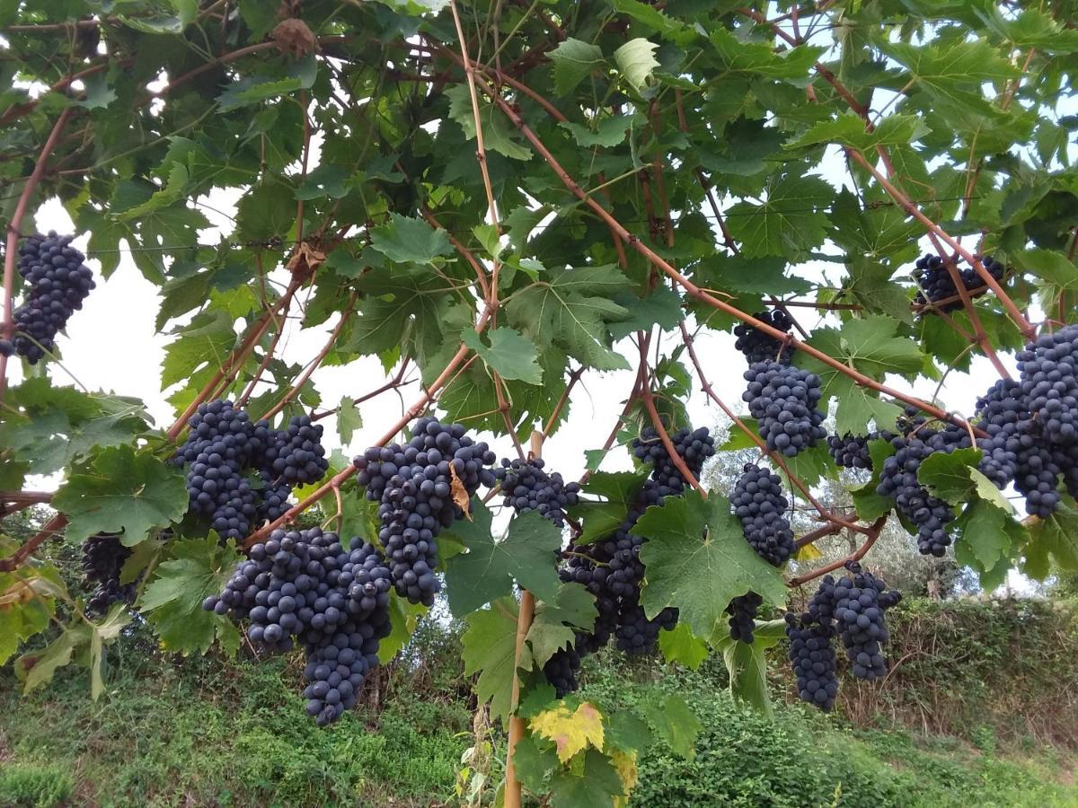 Agriturismo Podere Somigli Di Lorenzo Correani Hotel Greve in Chianti Eksteriør billede